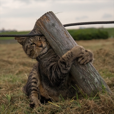 沖昌之さん猫イベント