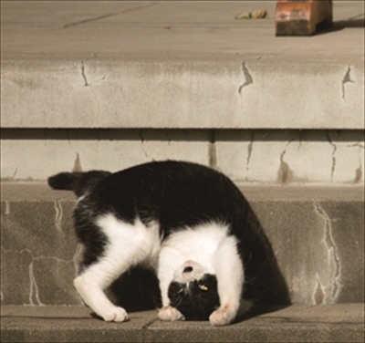 沖昌之さん猫イベント