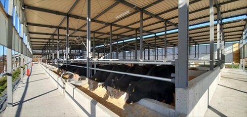 新しい牛舎に猫ちゃんの足跡