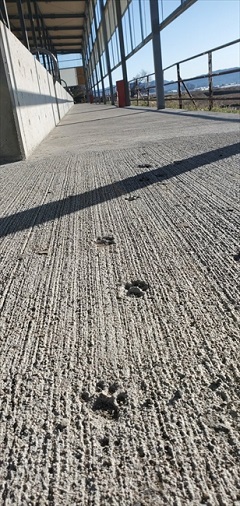 新しい牛舎に猫ちゃんの足跡