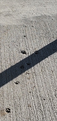 新しい牛舎に猫ちゃんの足跡