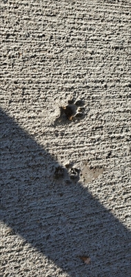 新しい牛舎に猫ちゃんの足跡