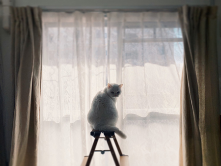 ラスボス感のあるてふさん