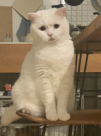 早食いする飼い主さんを見つめるてふさん