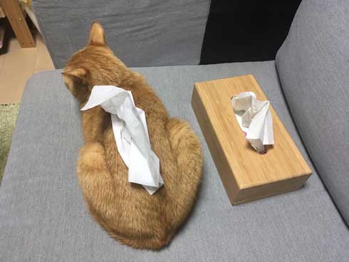 猫 ティッシュケース ヌコティッシュ 香箱座り 擬態