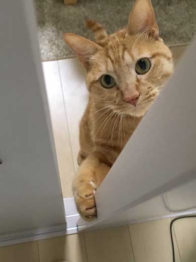 猫 ティッシュケース ヌコティッシュ 香箱座り 擬態