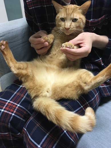 猫 ティッシュケース ヌコティッシュ 香箱座り 擬態