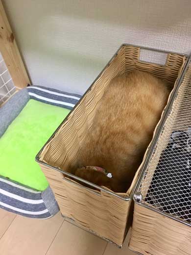 猫 ティッシュケース ヌコティッシュ 香箱座り 擬態