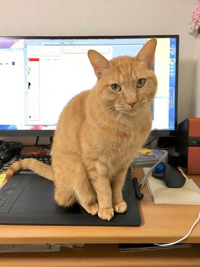 猫 ティッシュケース ヌコティッシュ 香箱座り 擬態