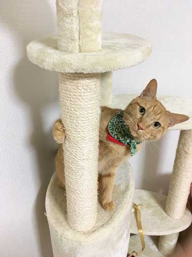 猫 ティッシュケース ヌコティッシュ 香箱座り 擬態