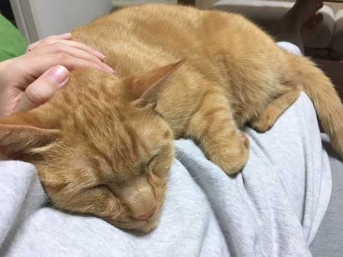 猫 ティッシュケース ヌコティッシュ 香箱座り 擬態