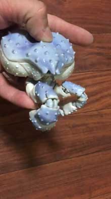 陶器 青い タラバガニ カニ 動く 脚 岡村悠紀 陶芸家