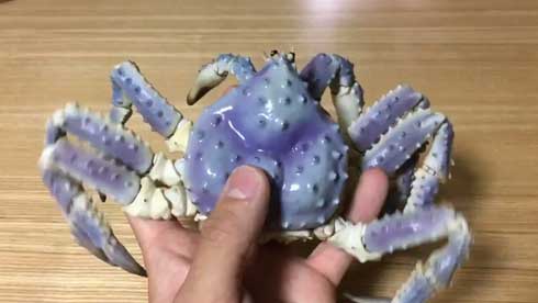 陶器 青い タラバガニ カニ 動く 脚 岡村悠紀 陶芸家