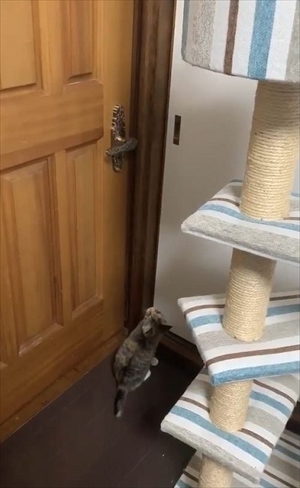 ドアを開ける猫ちゃん