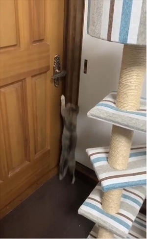 ドアを開ける猫ちゃん