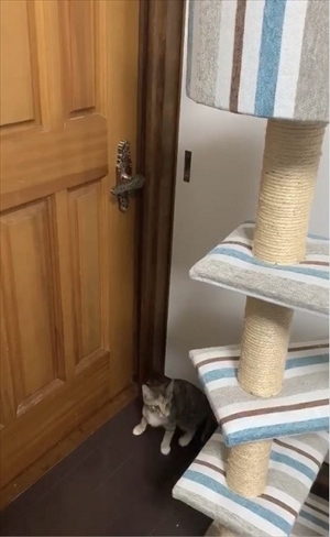 ドアを開ける猫ちゃん