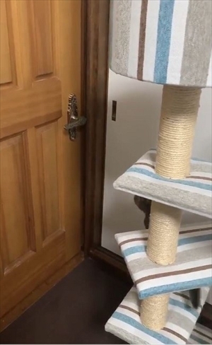 ドアを開ける猫ちゃん
