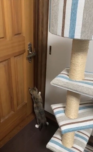 ドアを開ける猫ちゃん