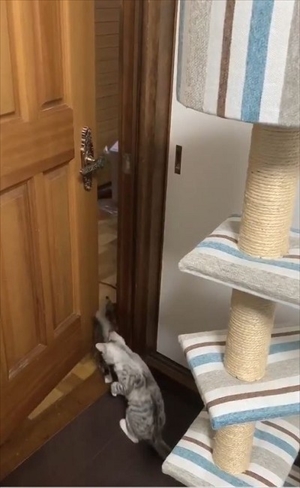 ドアを開ける猫ちゃん