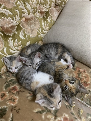 ドアを開ける猫ちゃん