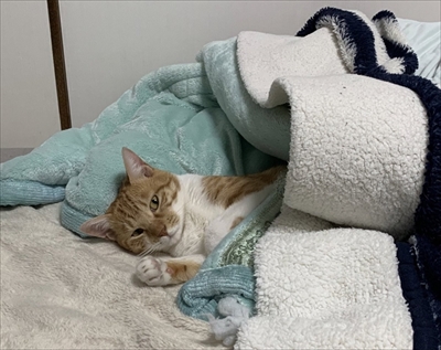 ドアを開ける猫ちゃん