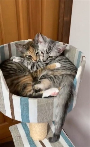 ドアを開ける猫ちゃん