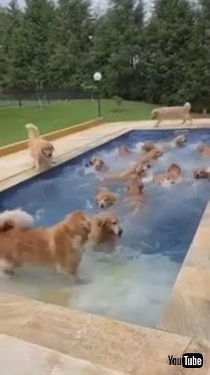 プールのわんこたち