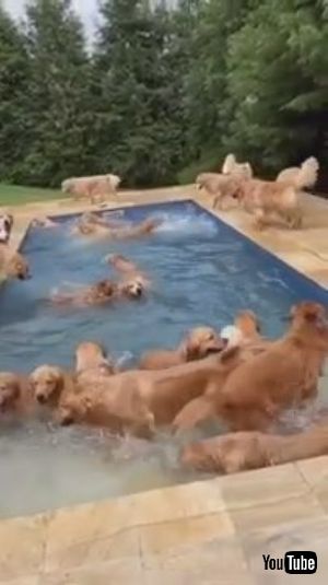 プールのわんこたち