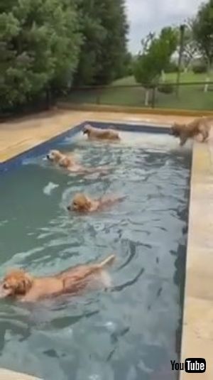 プールのわんこたち