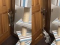 「生後4カ月でそれは天才か……？」　ドアをまさかの方法で開ける子猫ちゃんが撮影される