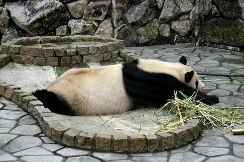 パンダ　パンダ沼