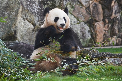 パンダ　パンダ沼