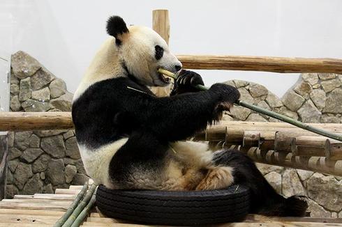 パンダ　パンダ沼