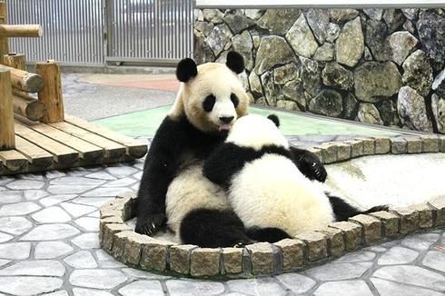 パンダ　パンダ沼