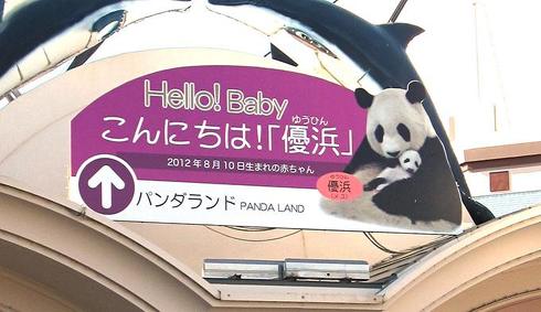 パンダ　パンダ沼