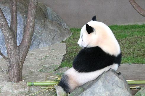 パンダ　パンダ沼