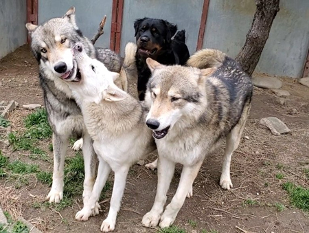 狼犬3匹とロットワイラー