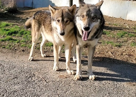 狼犬2匹
