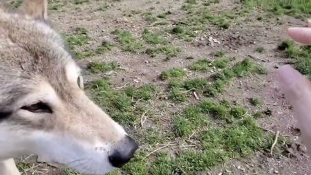 磁石動画2枚目手を見る狼犬