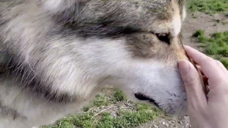 磁石動画3枚目鼻先を手にくっつける狼犬