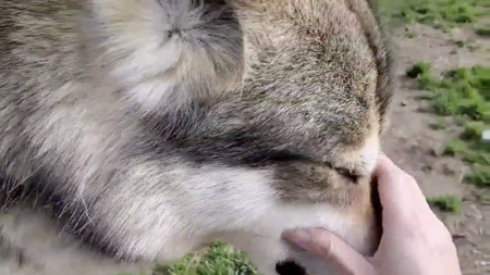 磁石動画4枚目気持ちよさそうな狼犬