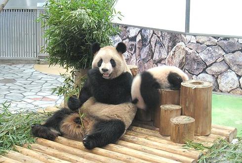 パンダ　パンダ沼