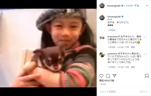 杉咲花 愛犬 チワワ あずき インスタ 幼少期