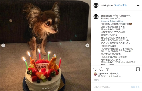 杉咲花 愛犬 チワワ あずき インスタ 幼少期 チエ・カジウラ 母親