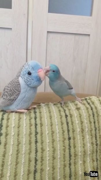 ぬいぐるみと交流する鳥さん
