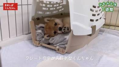 豆柴くんちゃん