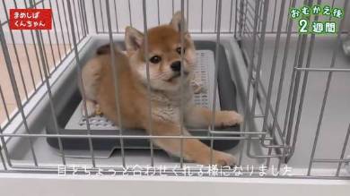 豆柴くんちゃん