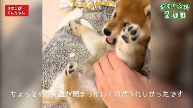 豆柴くんちゃん