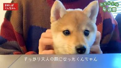 豆柴くんちゃん