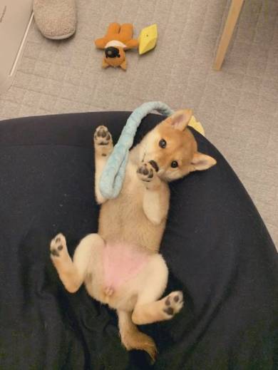 豆柴くんちゃん